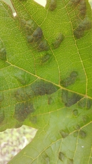 Colomerus vitis