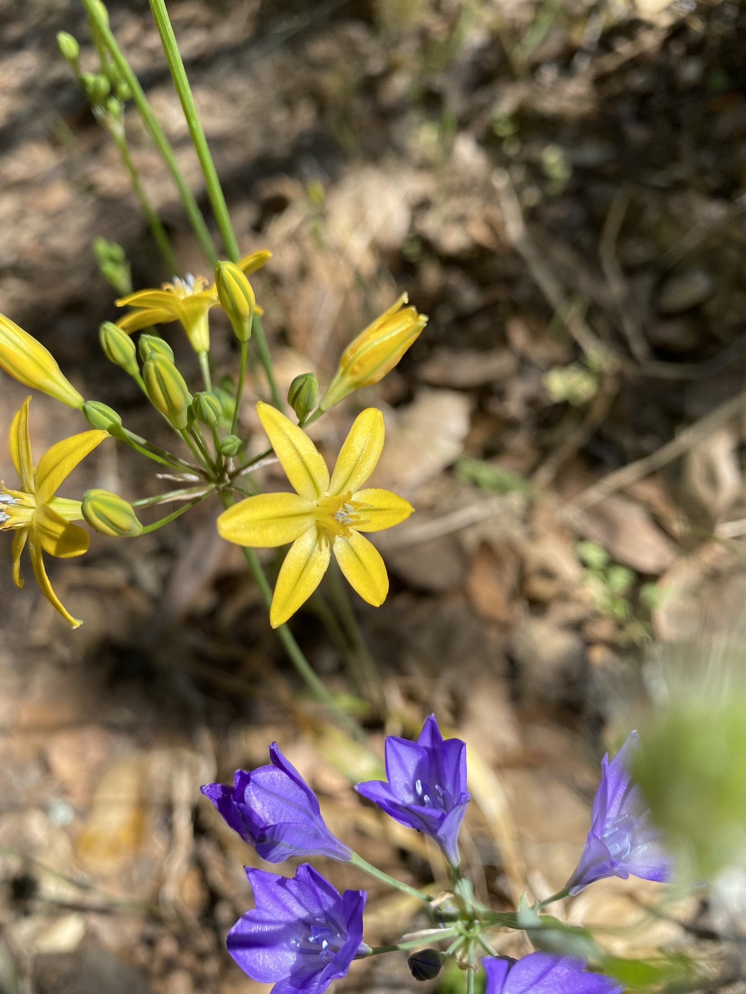 Triteleia