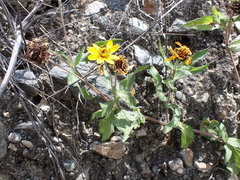 Aldama helianthoides