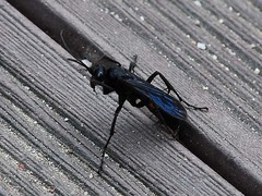 Anoplius samariensis