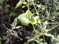 Cyclanthera mathewsii