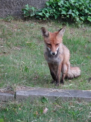 Vulpes vulpes