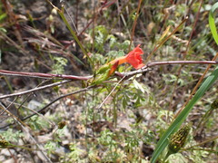 Ipomoea dubia