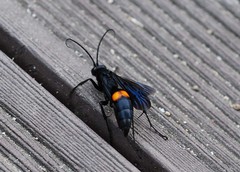 Anoplius samariensis