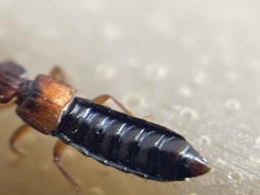 Anotylus insecatus