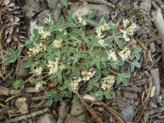 Trifolium gymnocarpon