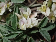 Trifolium gymnocarpon