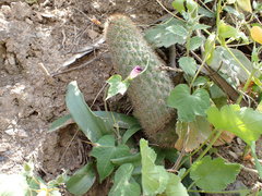 Loxanthocereus acanthurus