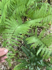 Deparia acrostichoides