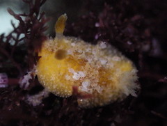 Thordisa bimaculata