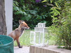 Vulpes vulpes