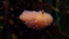 Thordisa bimaculata
