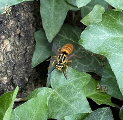 Vespula squamosa