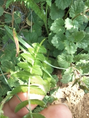 Petroselinum segetum