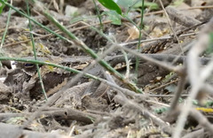 Caprimulgus climacurus