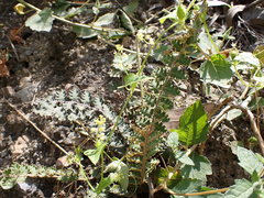 Astrolepis sinuata sinuata