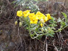 Solanum habrochaites
