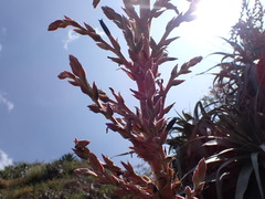 Puya roezlii