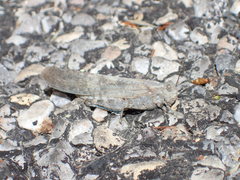 Circotettix undulatus