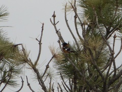 Pheucticus melanocephalus