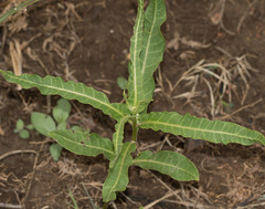 Asclepias variegata
