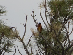 Pheucticus melanocephalus