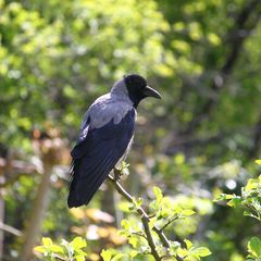 Corvus cornix