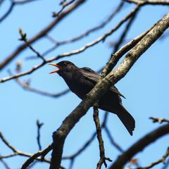Turdus merula