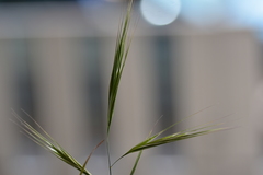 Bromus rigidus