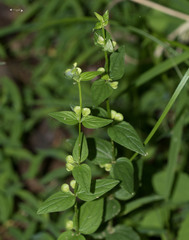 Scutellaria parvula