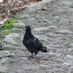 Columba livia domestica