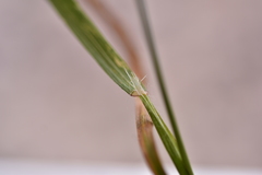 Bromus rigidus