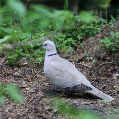 Streptopelia decaocto