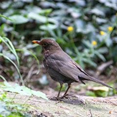 Turdus merula