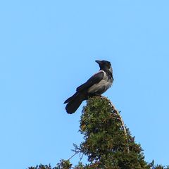 Corvus cornix
