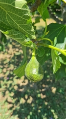 Ficus carica