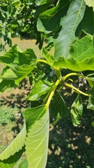 Ficus carica