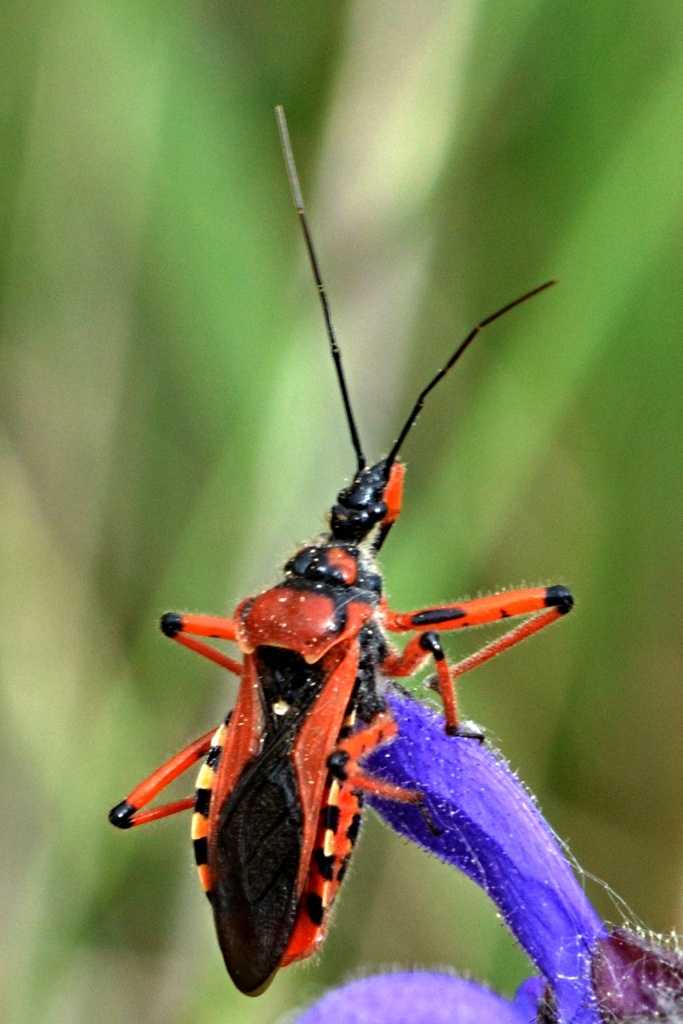 Rot Insect Rhynocoris iracundus from 293 01 Mladá Boleslav, Česko on May 23, 2022 ...
