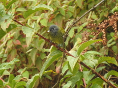 Mionectes striaticollis