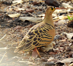 Pterocles quadricinctus