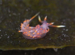 Austraeolis stearnsi