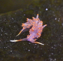 Austraeolis stearnsi