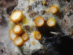 Arachnopeziza aurelia