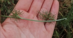 Artedia squamata