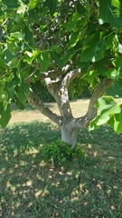Ficus carica