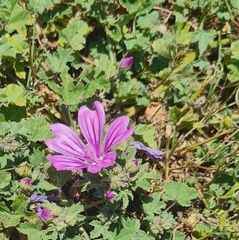 Malva sylvestris