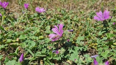 Malva sylvestris