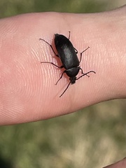 Pseudocistela pinguis