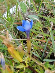 Gentiana verna