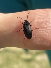 Pseudocistela pinguis